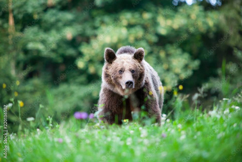 Fototapeta premium brown bear in its natural habitat
