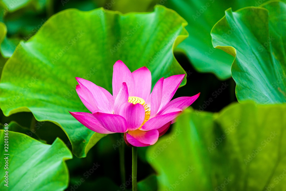 Beautiful Da Helian lotus in new taipei taiwan Beautiful Da Helian lotus in new taipei taiwan