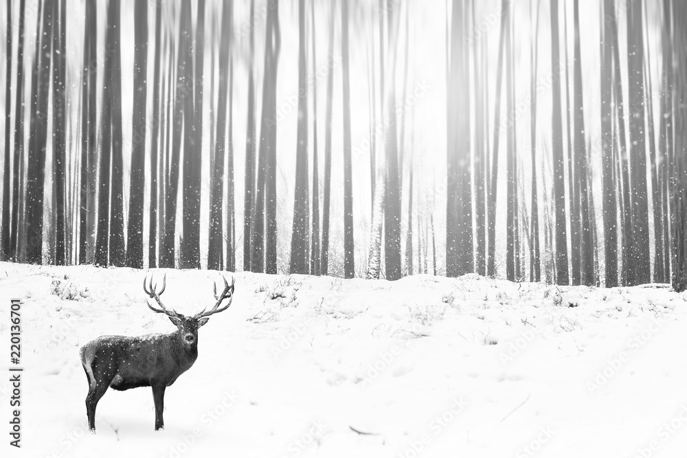 Fototapeta premium Noble deer in the background of a winter fairy forest. Snowfall. Winter Christmas creative image. Minimalism concept. Black and white picture.