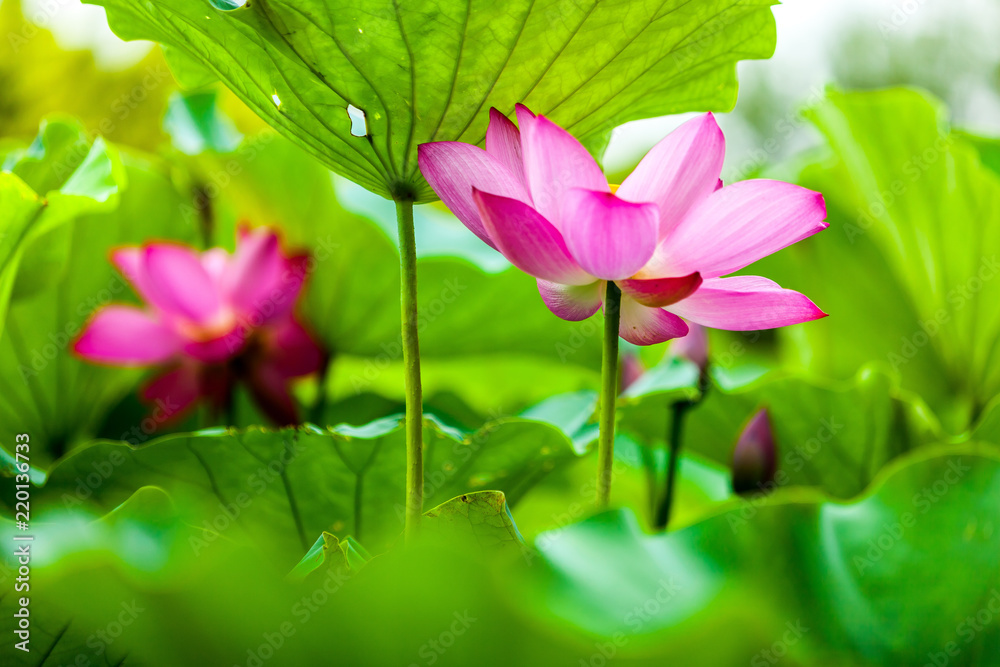 Beautiful Da Helian lotus in new taipei taiwan Beautiful Da Helian lotus in new taipei taiwan