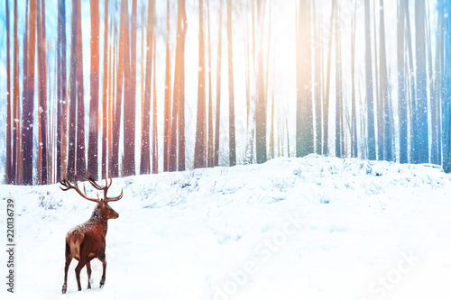 Lonely noble deer against winter fairy forest. Snowfall. Winter Christmas holiday image. © delbars