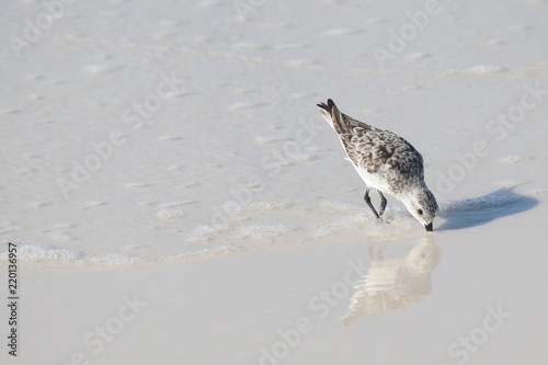 Sandpiper hunting for food on Okaloosa Isand Florida