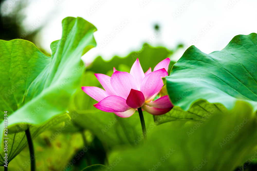 Obraz premium Beautiful Da Helian lotus in new taipei taiwan