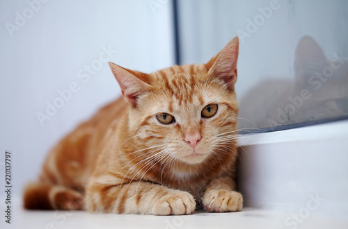 Portrait of a red cat with orange eyes.