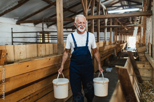 Senior farmer holding buckets of fresh milk in the goat barn.