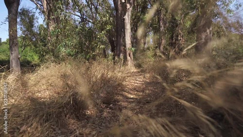 Woodland, forest in the morning, follow camera movement photo