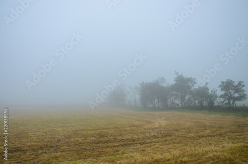 Misty grassy field and silhouetted trees in early morning light in Ireland