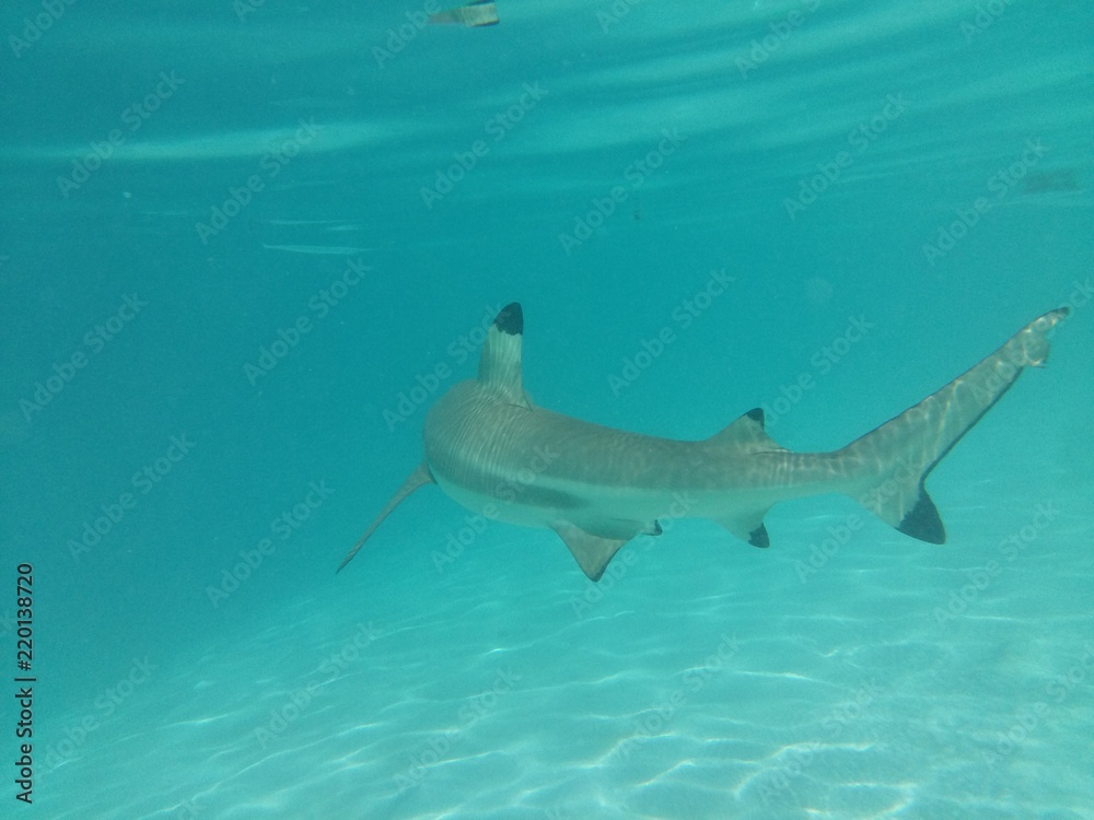 Fototapeta premium Plongée Tahiti