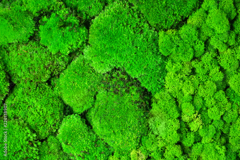 Green decorative moss texture background for interior decoration