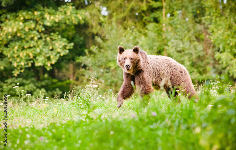 Fototapeta premium brown bear in its natural habitat