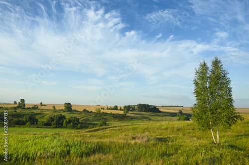 Beautiful summer landscape with green hills,fields and lonely growing birch tree