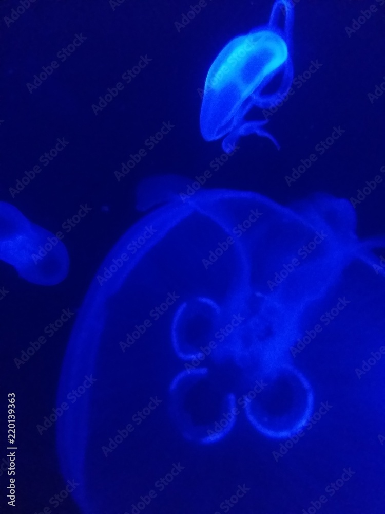 Méduses Méduses