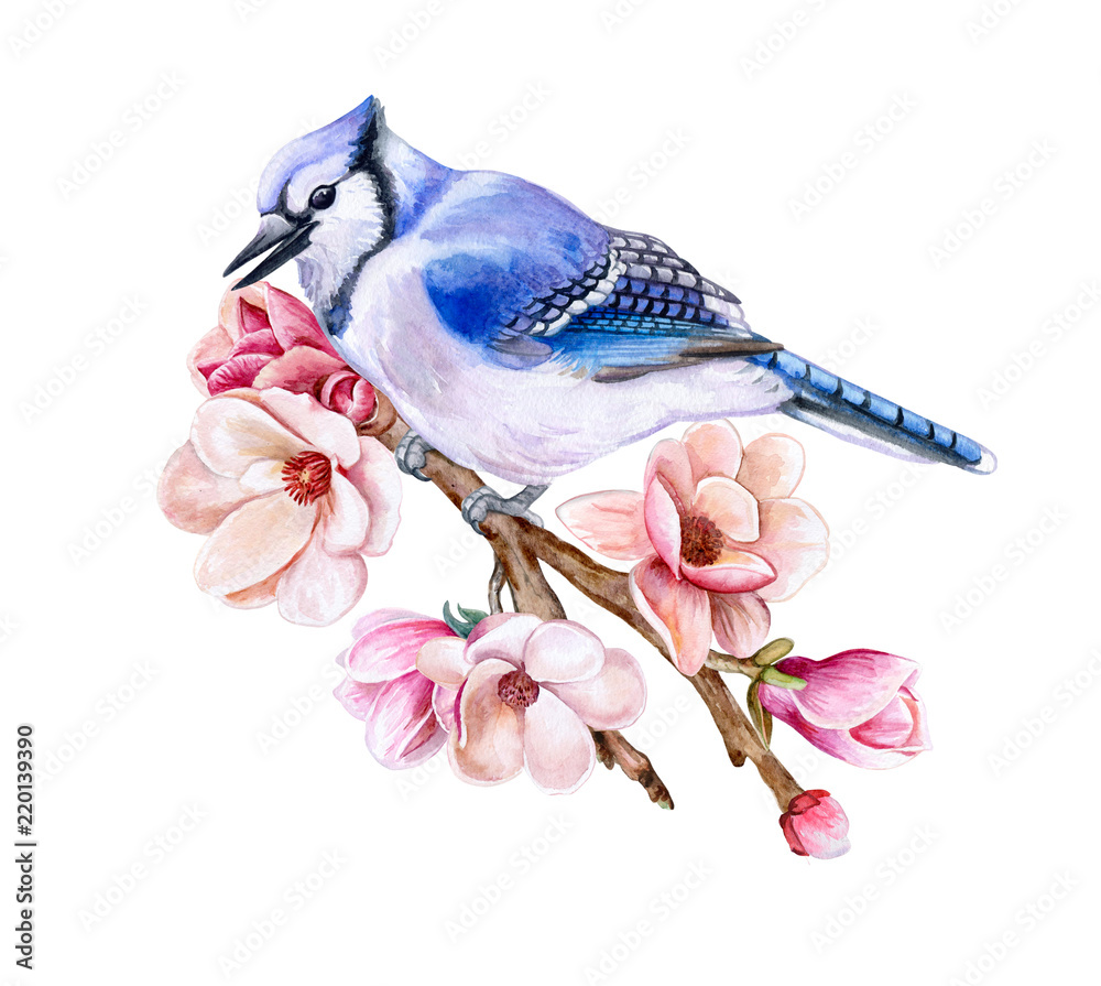 Bird Blue Jay sitting on a flowering spring branch isolated on white  background. Bird on a blooming spring branch Magnolia flowers. Watercolor.  Illustration. Template. Clipart. Hand drawing. Clip art. Stock Illustration