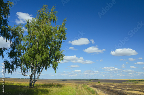 Beautiful summer landscape with fields and lonely growing birch tree