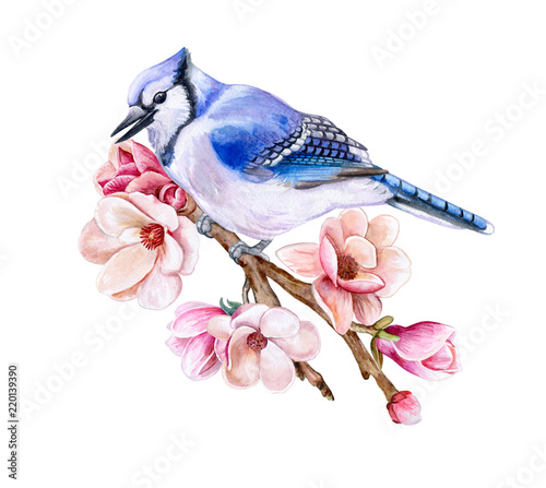 Bird Blue Jay Sitting On A Flowering Spring Branch Isolated On White Background Bird On A Blooming Spring Branch Magnolia Flowers Watercolor Illustration Template Clipart Hand Drawing Clip Art Stock Illustration Bird Blue Jay Sitting On A Flowering Spring Branch Isolated On White Background Bird On A Blooming Spring Branch Magnolia Flowers Watercolor Illustration Template Clipart Hand Drawing Clip Art Stock Illustration