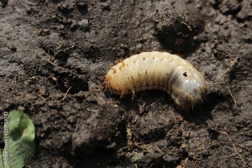 Larva of the May beetle. Common Cockchafer or May Bug. Melolontha.