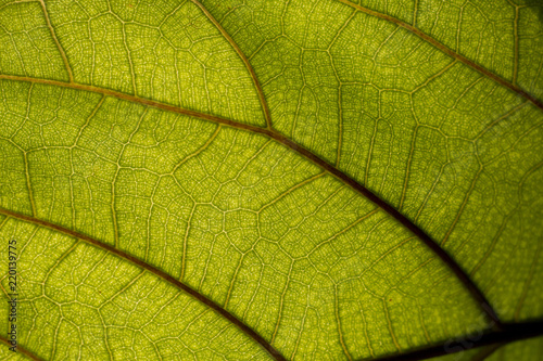 Makro fotografia budowy komórkowej zielona liścia rośliny, zbliżenie, natura, komórki