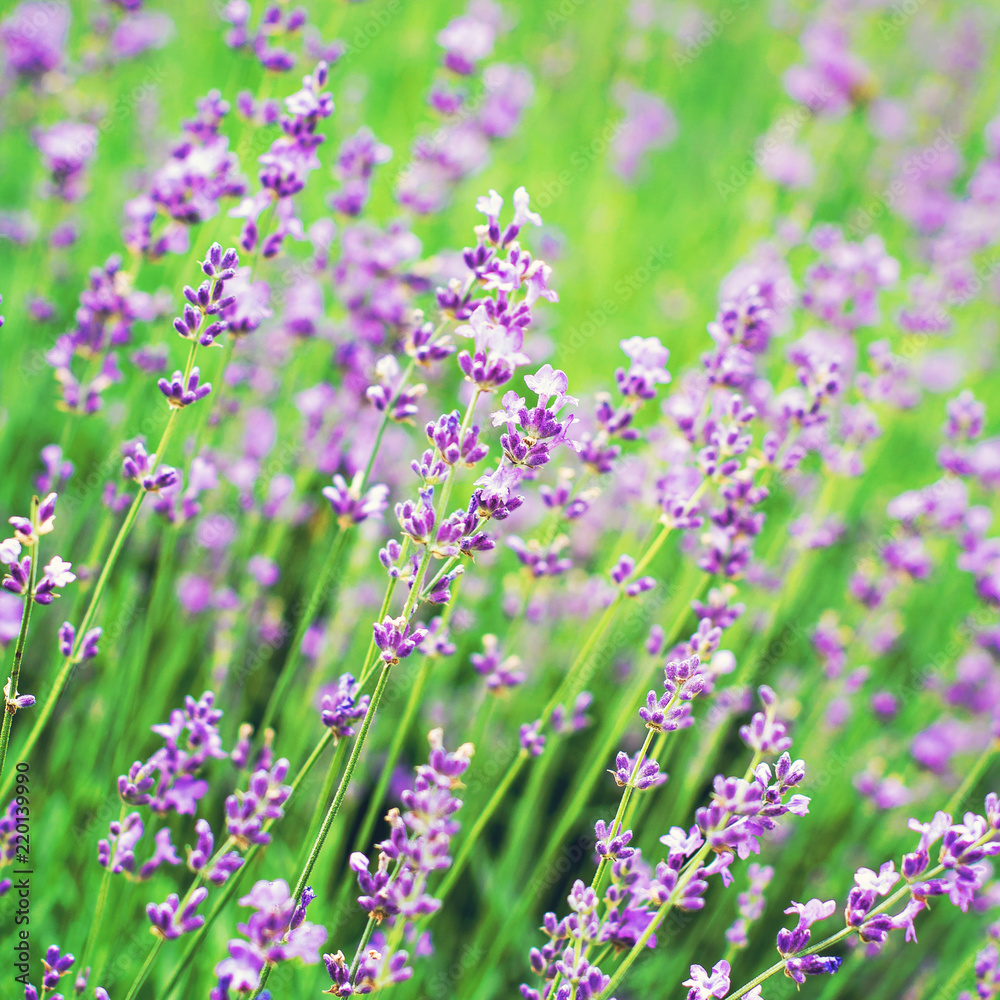 Lavender flowers in the garden, in the field. Provence. Lavender flowers in the garden, in the field. Provence.