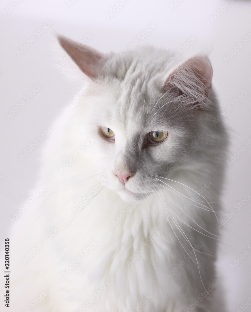Solid White Maine Coon with Orange Eyes on White Background - Gorgeous Cat
