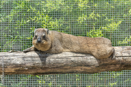 The rock hyrax Procavia capensis, also called rock badger, rock rabbit, and Cape hyrax lies on a log