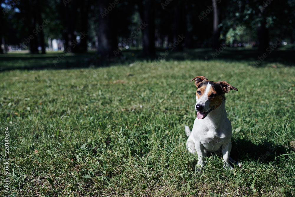 Lovely dog bowing head while sitting on green grass in park on sunny day Lovely dog bowing head while sitting on green grass in park on sunny day