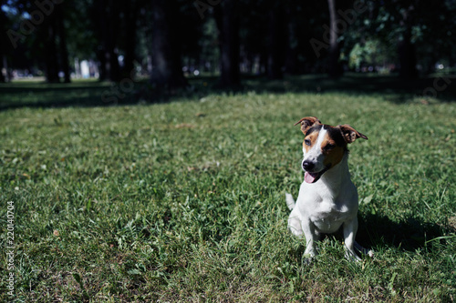 Fototapeta Naklejka Na Ścianę i Meble -  Lovely dog bowing head while sitting on green grass in park on sunny day