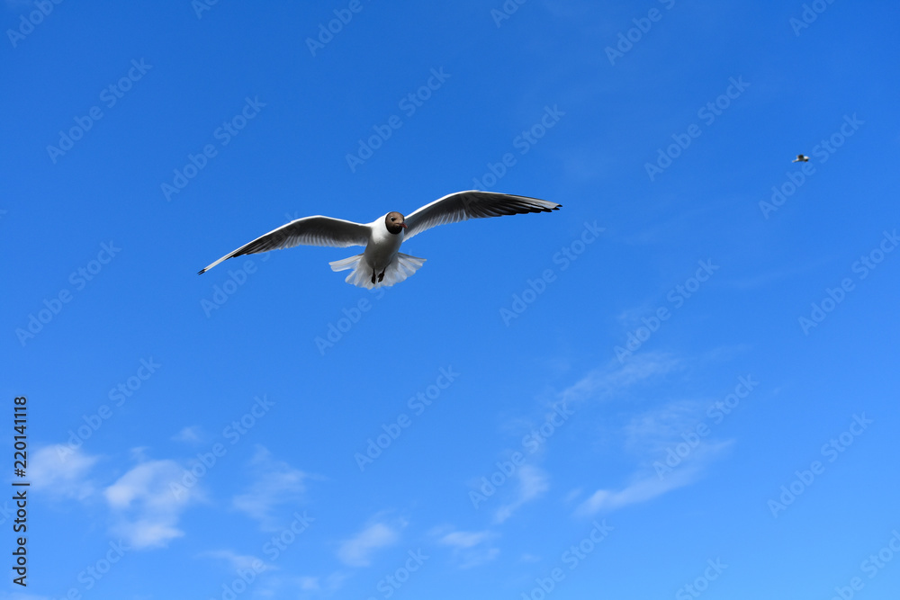 Black headed gull flying freely under a blue sky on a summer day