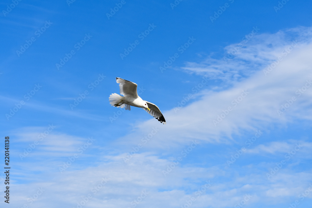 Obraz premium Common gull flying freely under a blue sky on a summer day