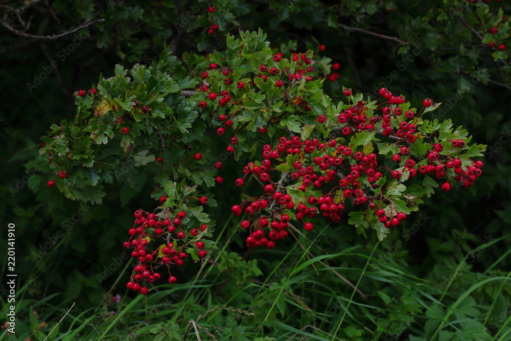 Red fruits on the branch
