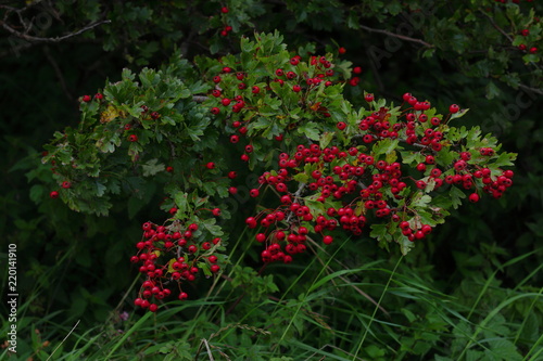 Red fruits on the branch