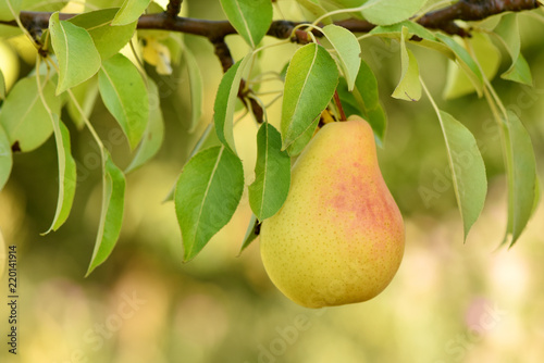 Pear on the tree. Good fruit harvest.
