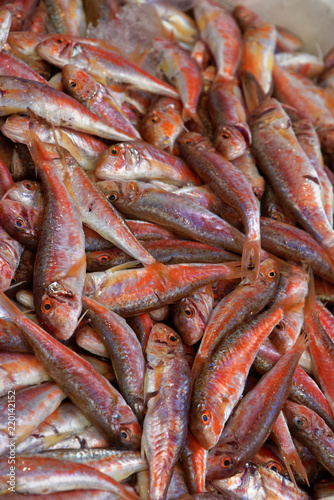 Canvastavla Red mullet