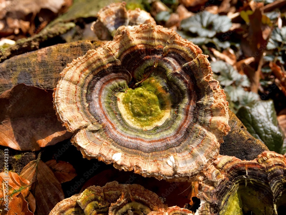 Pilz Pilz