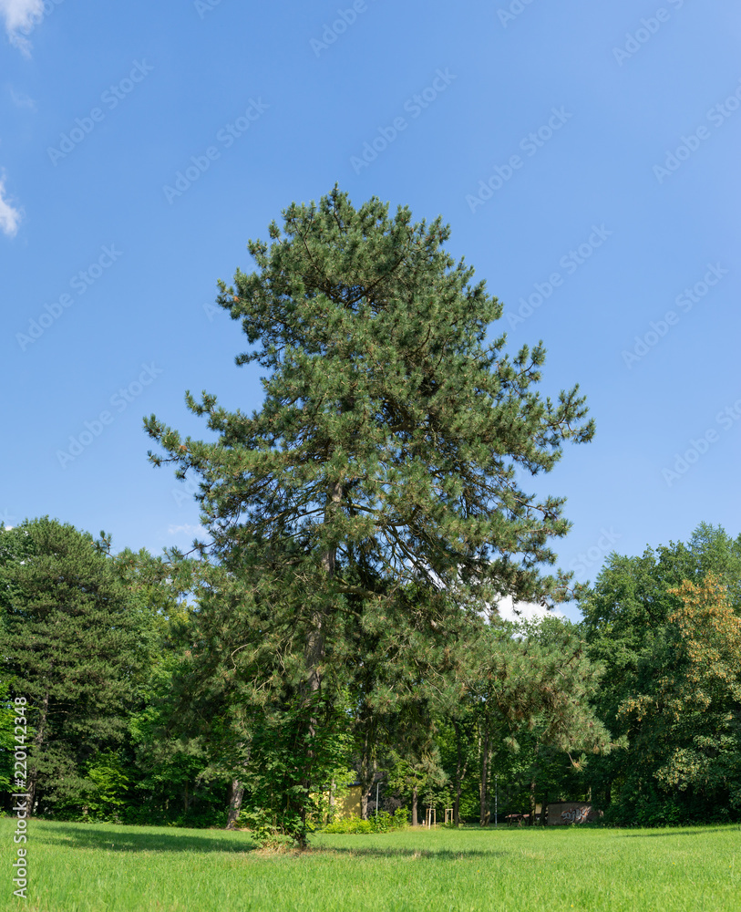 Fototapeta premium wunderschöne Natur im Wettinhain in Burgstädt