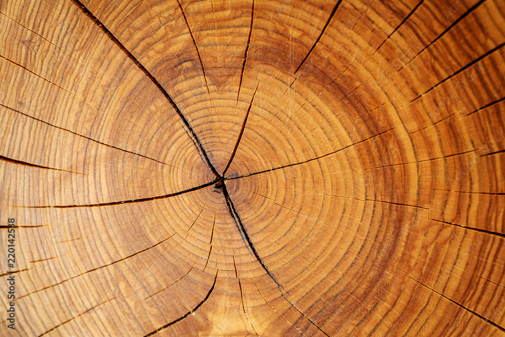 Fototapeta premium Drewno tekstura tło grunge