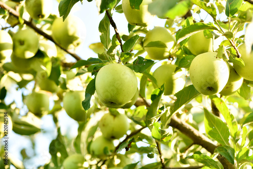 Apples on the tree. Good fruit harvest.