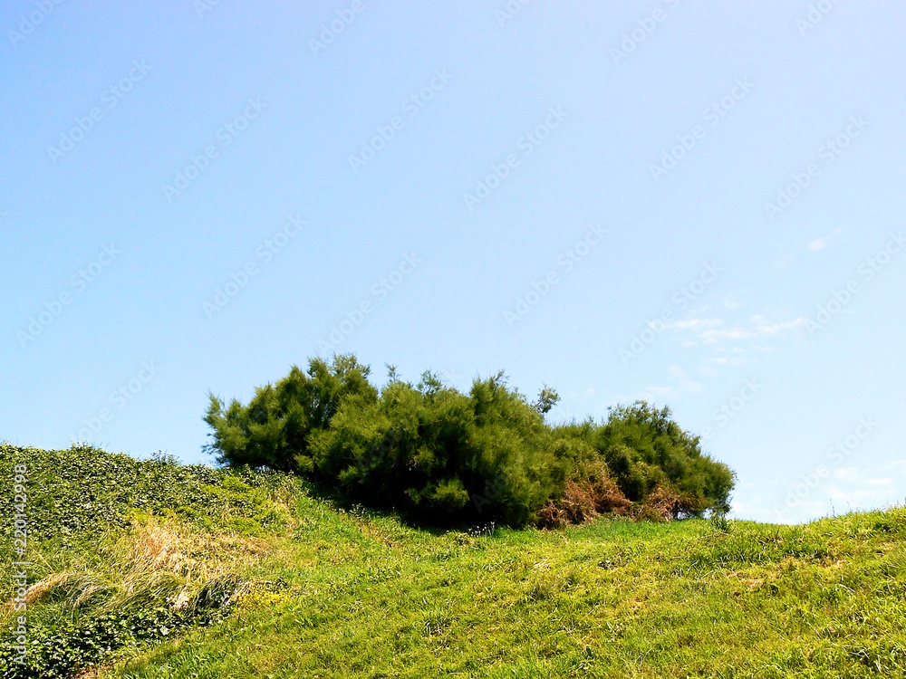 Fototapeta premium campo de hierba con árboles en primavera y cielo azul