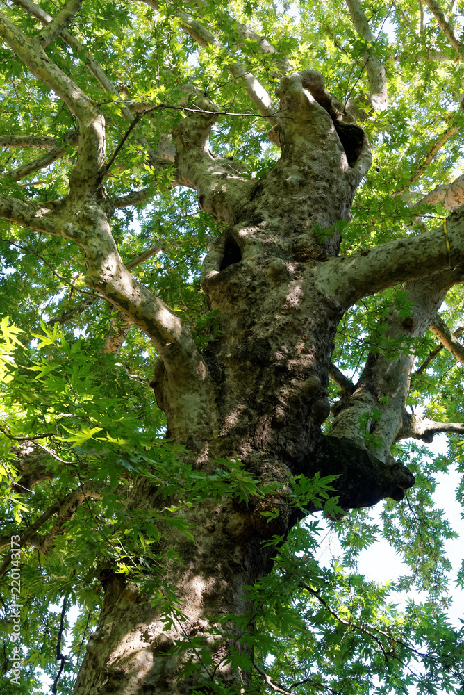 Fototapeta premium Old World sycamore
