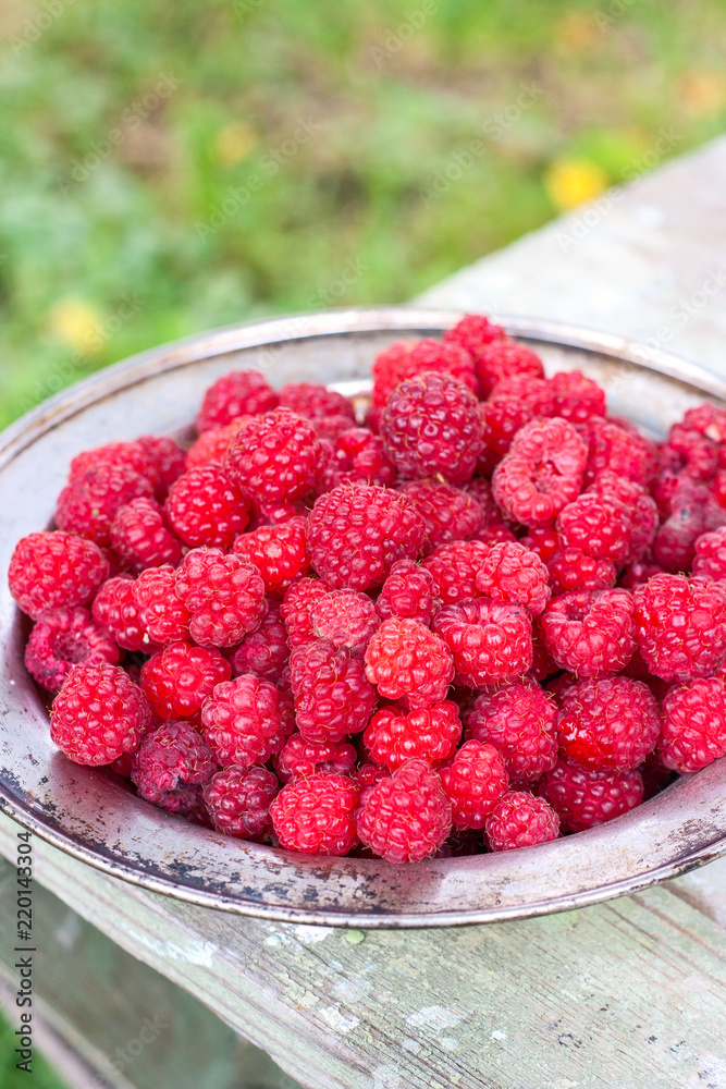 fresh harvest raspberries in metal plate on the wooden table