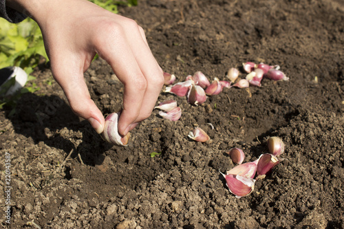 Planting garlic. The dumped soil, a bulb of garlic and the hand of a man.
