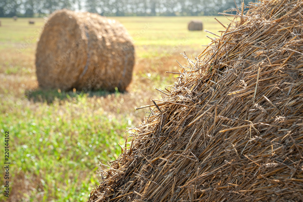 Roll of hay in the countryside after harvesting wheat. Soft focus Roll of hay in the countryside after harvesting wheat. Soft focus