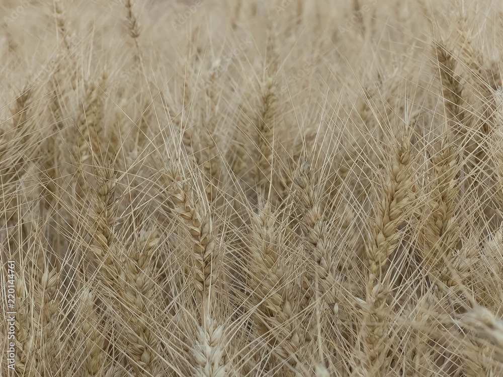 WHEAT FIELD IN SUMMER WITH ITS BEAUTIFUL EARS WHEAT FIELD IN SUMMER WITH ITS BEAUTIFUL EARS