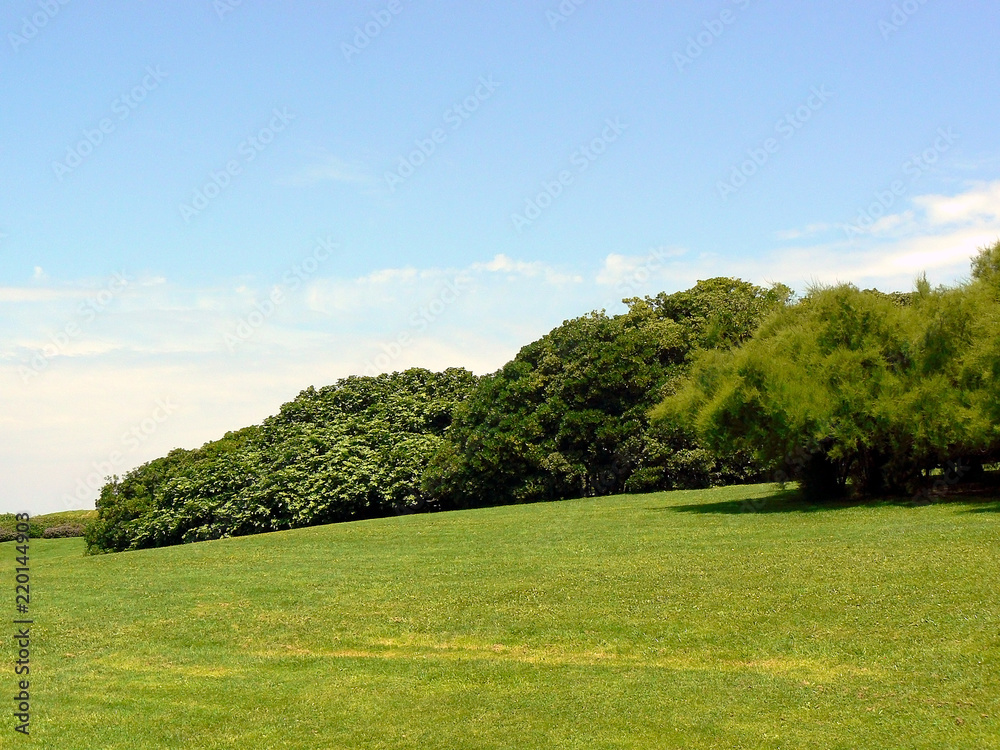 campo de hierba con árboles en primavera y cielo azul