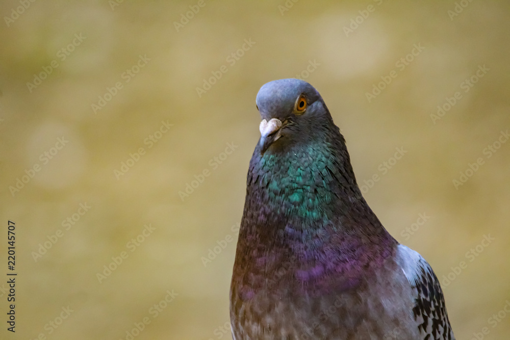 pigeon