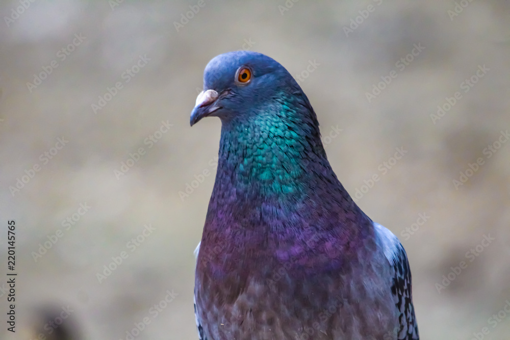 pigeon pigeon