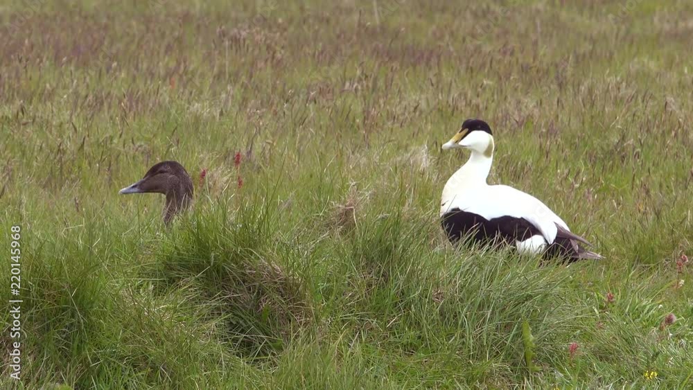 A mating pair of Icelandic eider ducks in grass.