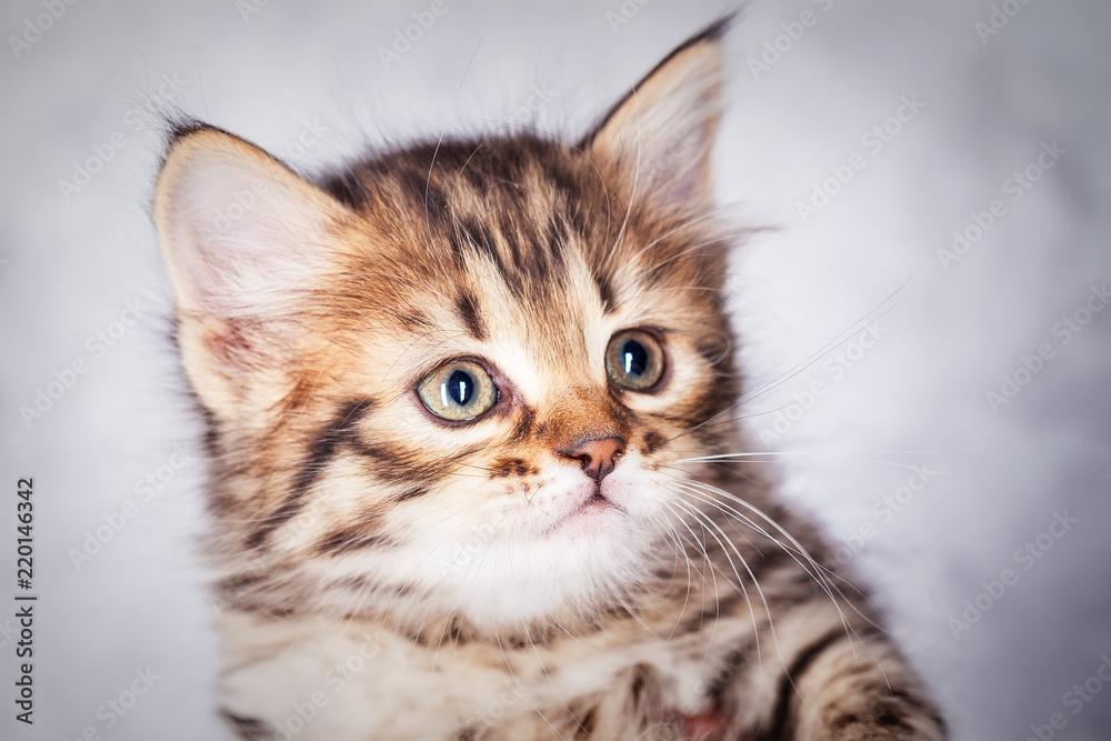 Close up portrait of a little tabby kitten