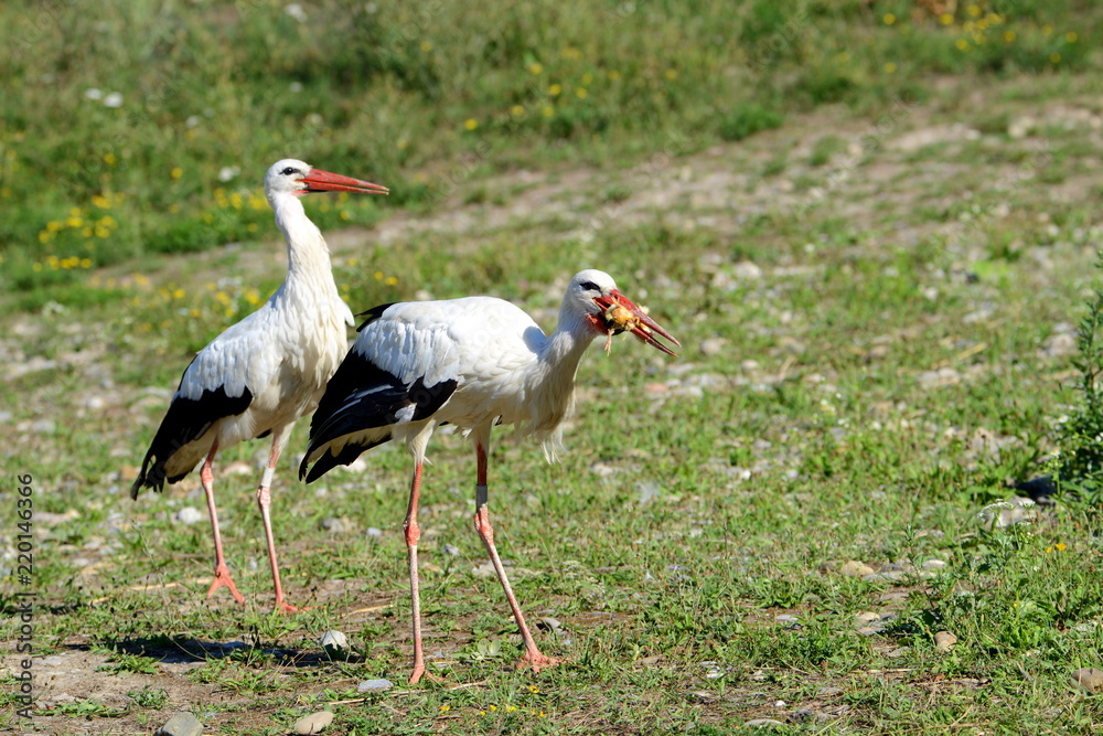 Fototapeta premium Storch im Elsass in Frankreich