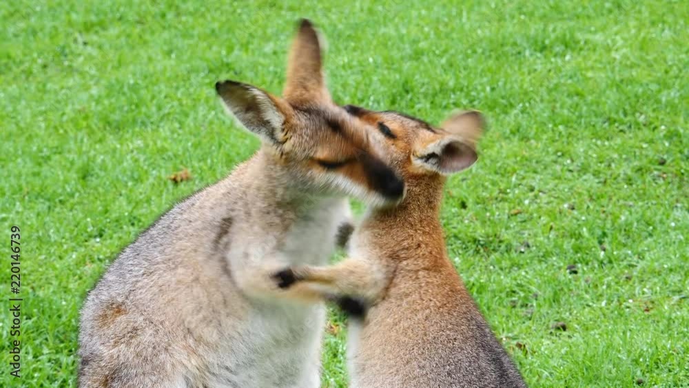 Wallaby kangaroos embrace in a field in Australia. Wallaby kangaroos embrace in a field in Australia.