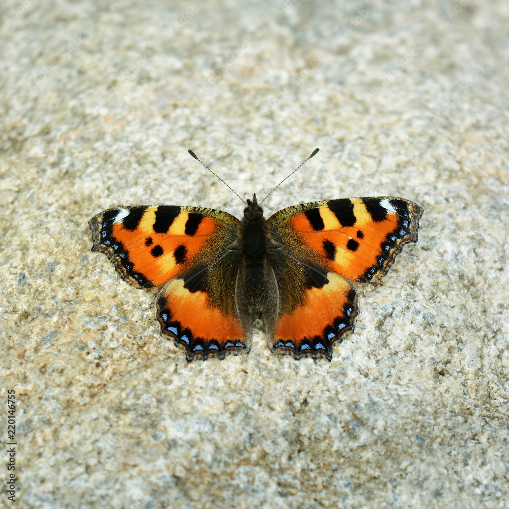 Beautiful orange with a black butterfly sitting on a stone top view